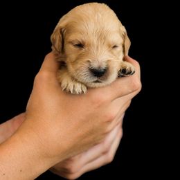 Madeline ( Dark purple collar) - Dark golden female Golden Retriever puppy in Oregon from A Goldens First Love