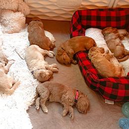 Goldendoodle Puppies from Lundee Doodles