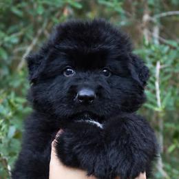 Atlas - Black male German Shepherd puppy in Canton, Texas from WILDWOOD GERMAN SHEPHERDS