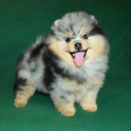 Pomeranian Puppies from Beau Joli Pomeranians