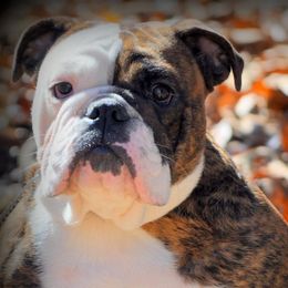 Boston Terriers, Bulldogs, and French Bulldogs from JP Ranch Bulldogs