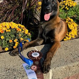 Belgian Malinois Puppies from Fromage Malinois