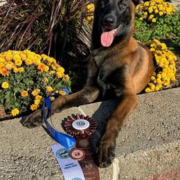 Belgian Malinois Puppies from Fromage Malinois