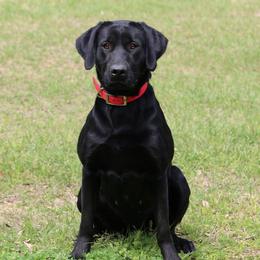Sccy - Labrador Retriever