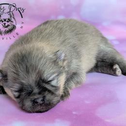 Grizz - Cream sable male Pomeranian puppy in Fultonville, New York from Sandy Aussies & Pomeranians