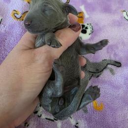 Blue girl - Gray (blue) female Dachshund puppy in West Plains, Missouri from Spring Creek Dachshunds