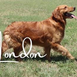 London - Golden Retriever