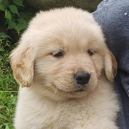 Blue - Golden male Golden Retriever puppy in Verona, Wisconsin from Sugar River Goldens