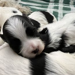 Boy 1 - Black and white male Havanese puppy in Warrenton, Virginia from Dearheart Havanese