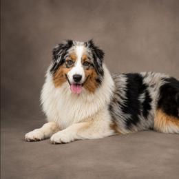 Maja (Poland Import) - Blue merle female Australian Shepherd puppy in Fultonville, New York from Sandy Aussies, Mini Dachshunds & Pomeranians