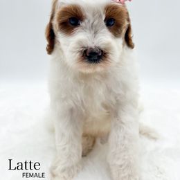 Latte - Parti female Goldendoodle puppy in Sunman, Indiana from Brunsman Country Doodles LLC