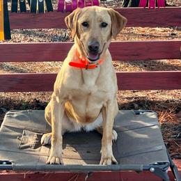 Lily - Labrador Retriever