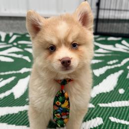 Skimmer - Lavender male Pomsky puppy in Centerville, Iowa from LJ Kennels Pomskies, LLC