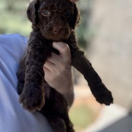 Liberty - Chocolate female Goldendoodle puppy in Escalon, California from Miley&Co.