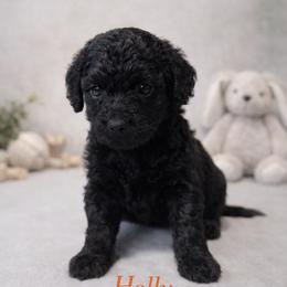 Holly Wheeler - Black female Bernedoodle puppy in Bennett, Colorado from Darling Paws, LLC