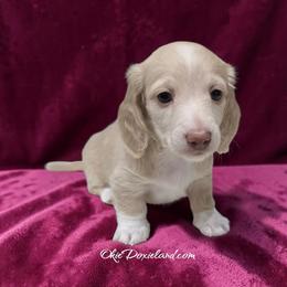 Willow - Cream female Dachshund puppy in Oklahoma City, Oklahoma from OkieDoxieland Dachshunds
