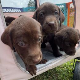Prudence, magenta collar - Chocolate female Labrador Retriever puppy in Longmont, Colorado from Cornwell Labradors