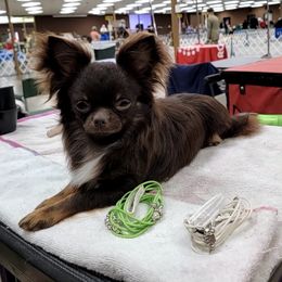 Chihuahuas and Poodles from Morgenstern Kennels
