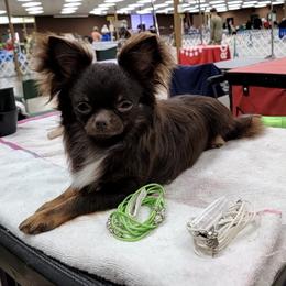 Chihuahuas and Poodles from Morgenstern Kennels