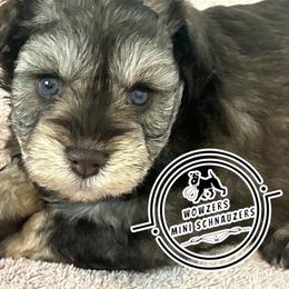Pink Collar - Liver female Miniature Schnauzer puppy in Conroe, Texas from Wowzers Mini Schnauzers