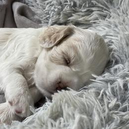 Boy 3 yellow collar - Buff and white Cocker Spaniel puppy in Columbia, South Carolina from Monticello Cocker Spaniels