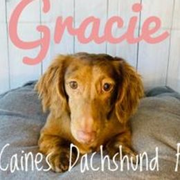 Gracie  - Dachshund
