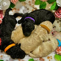 Poodle Puppies from GYCAM STANDARD POODLE
