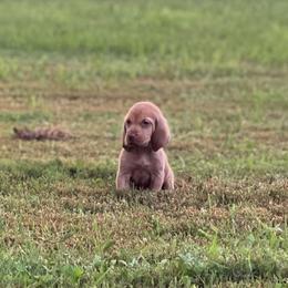Bloodhound Puppies from Sandhill Hounds of Nebraska