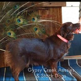 Charlee - Australian Shepherd