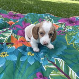 Dachshund Puppies from Harvin’s Weenie Gang
