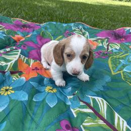 Dachshund Puppies from Harvin’s Weenie Gang