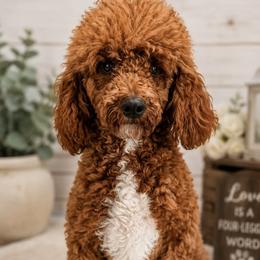 Poodle Puppies from Top Shelf Toy Dogs