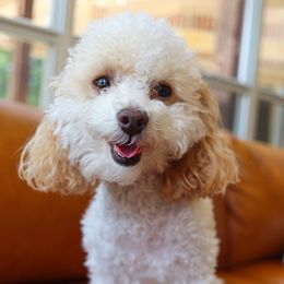 Trudy - Goldendoodle
