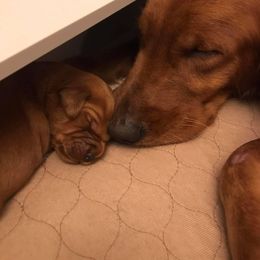 Golden Retriever Puppies from Lucky Penny Goldens