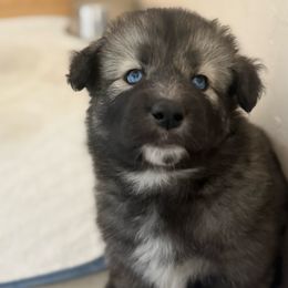 Sapa Tawa - female Native American Indian Dog puppy in Granby, Colorado from Turtle Island NAIDs