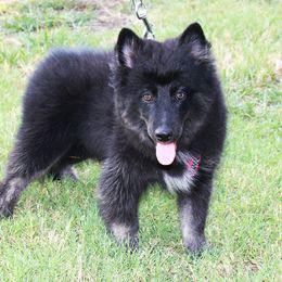 Pomsky Puppies from Highpoint Pomskies
