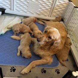 Golden Retriever Puppies from Gail’s Goldens