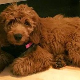 Goldendoodles from Rebecca's Goldendoodles
