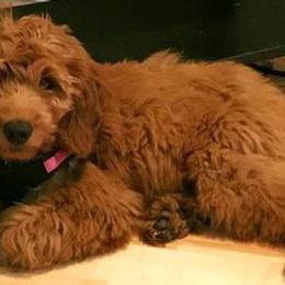 Goldendoodles from Rebecca's Goldendoodles