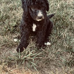 Labradoodle and Poodle Puppies from Top Knot Companions Poodles and Labradoodles