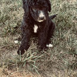 Labradoodle and Poodle Puppies from Top Knot Companions Poodles and Labradoodles