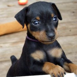 Miniature Pinscher puppies from Keltic Kennels Miniature Pinschers
