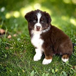 Aspen Anderson - Red tri-color female Australian Shepherd puppy in Statesville, North Carolina from Charming Australian Shepherds