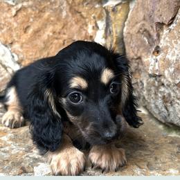 Lilly - Black and cream female Dachshund puppy in Warrior, Alabama from Bountiful Dachshunds