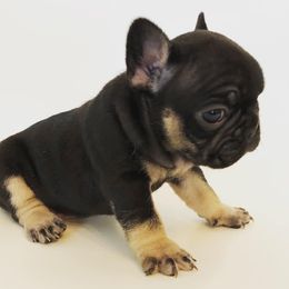 French Bulldogs from Frenchie Social