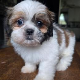 Raya - Brindle female Shih Tzu puppy in Stroudsburg, Pennsylvania from Puppyville Pa Shih Tzu & frenchies