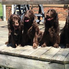 Field Spaniel All Grown Up from Catera Field Spaniels
