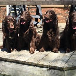 Field Spaniel All Grown Up from Catera Field Spaniels
