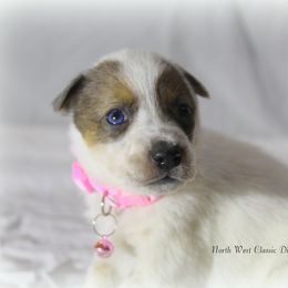 Carrie Underwood - Red speckled female Australian Cattle Dog puppy in Willamina, Oregon from Cherished Chihuahuas