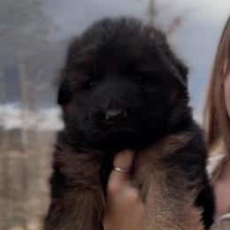 Female 1 - Black and tan female German Shepherd puppy in Lexington, Virginia from Buffelbach Farmstead Shepherds